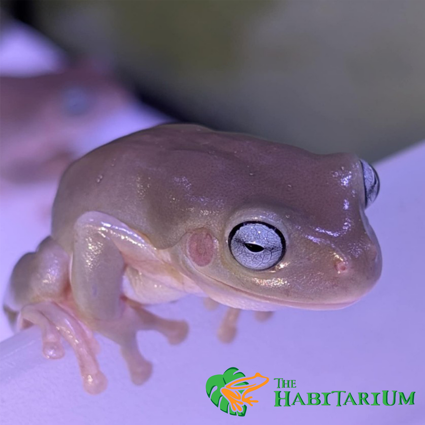 Whites Tree Froglet, Blue Eyed Honey (CB)