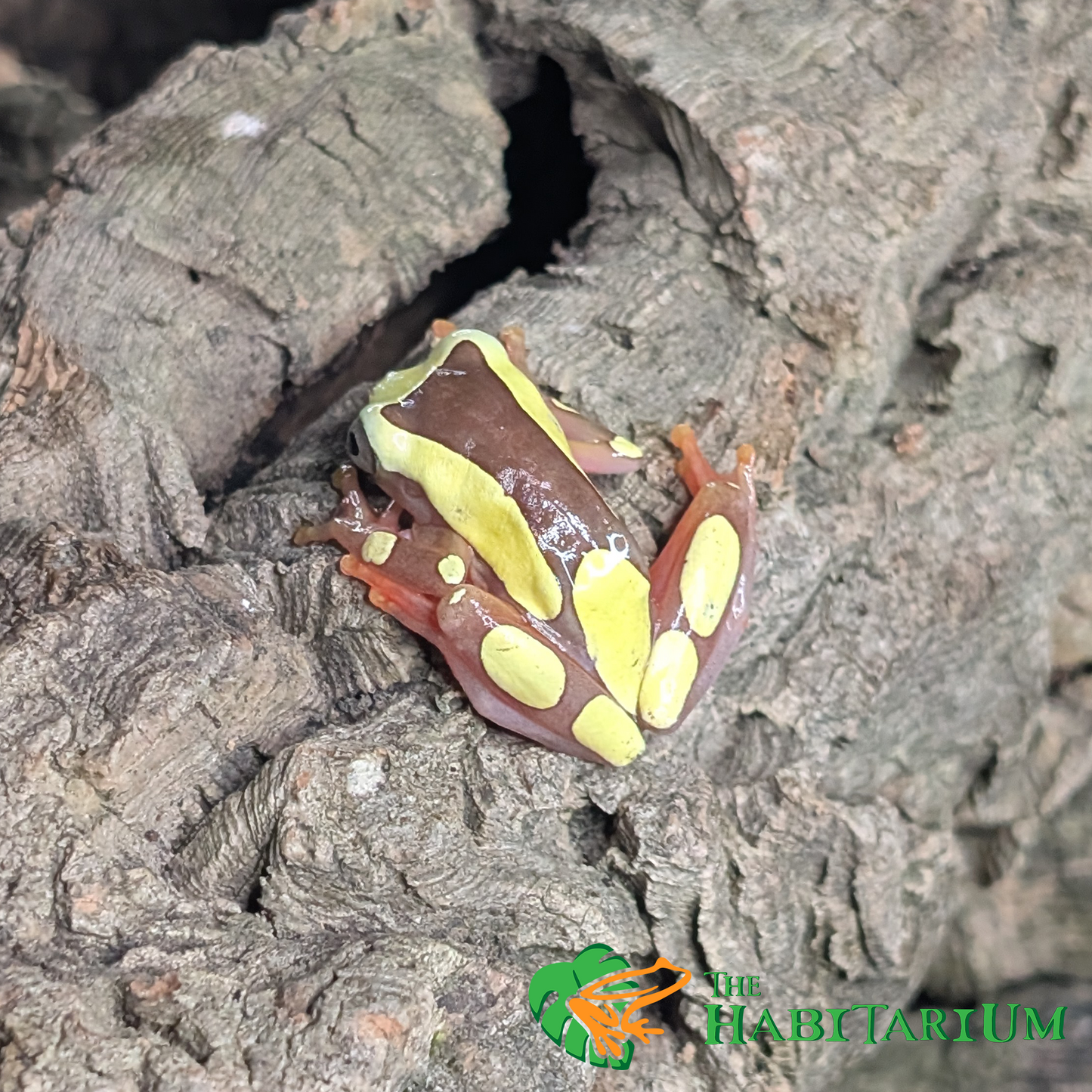 Clown Tree Frog, Adult (CB)