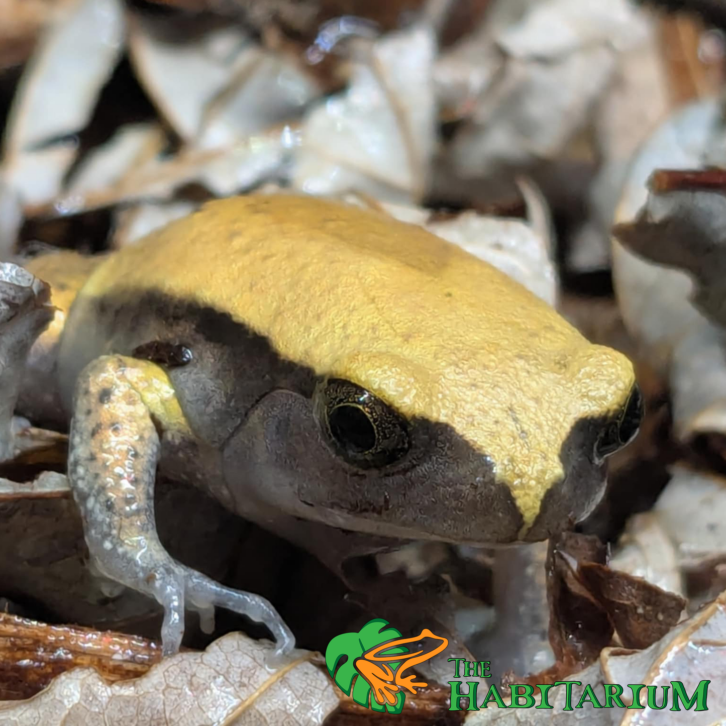 Tomato Frog, Juvenile, 1"