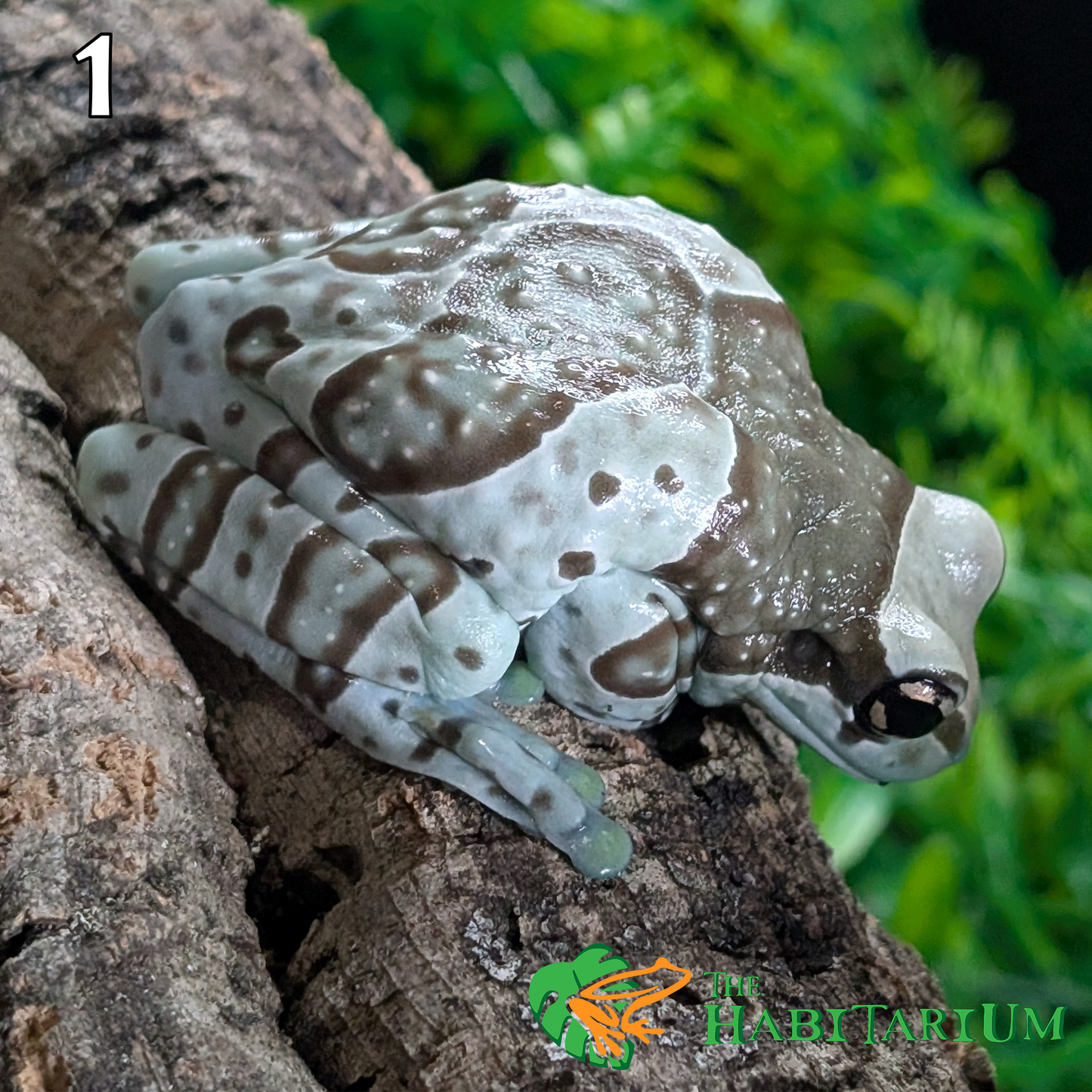 Amazon Milk Frog, Subadult (CB)