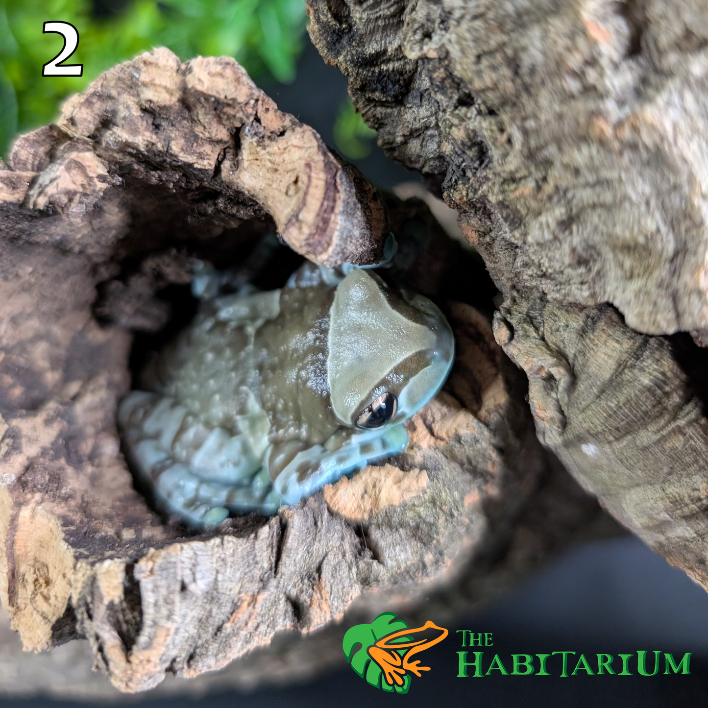 Amazon Milk Frog, Subadult (CB)