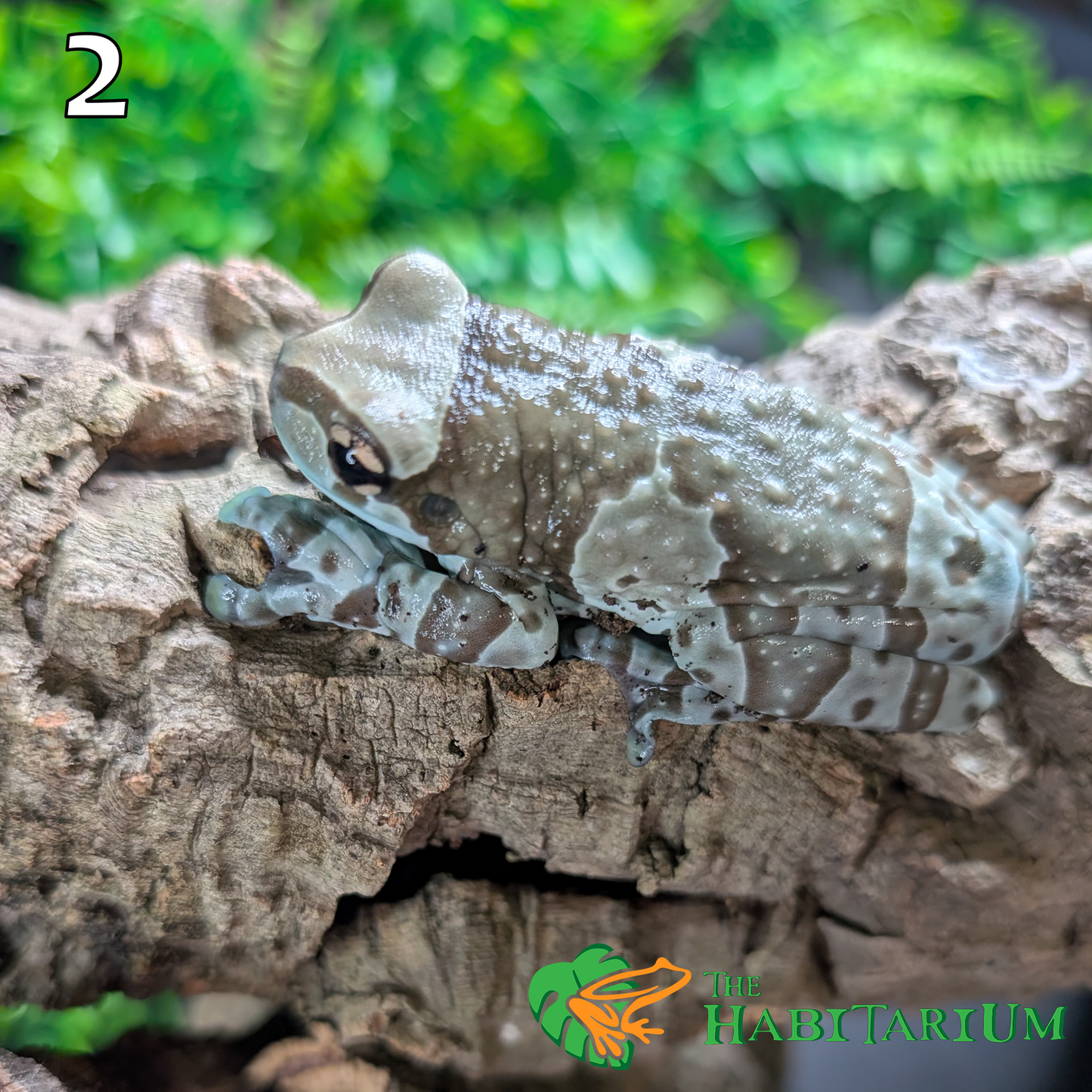 Amazon Milk Frog, Subadult (CB)