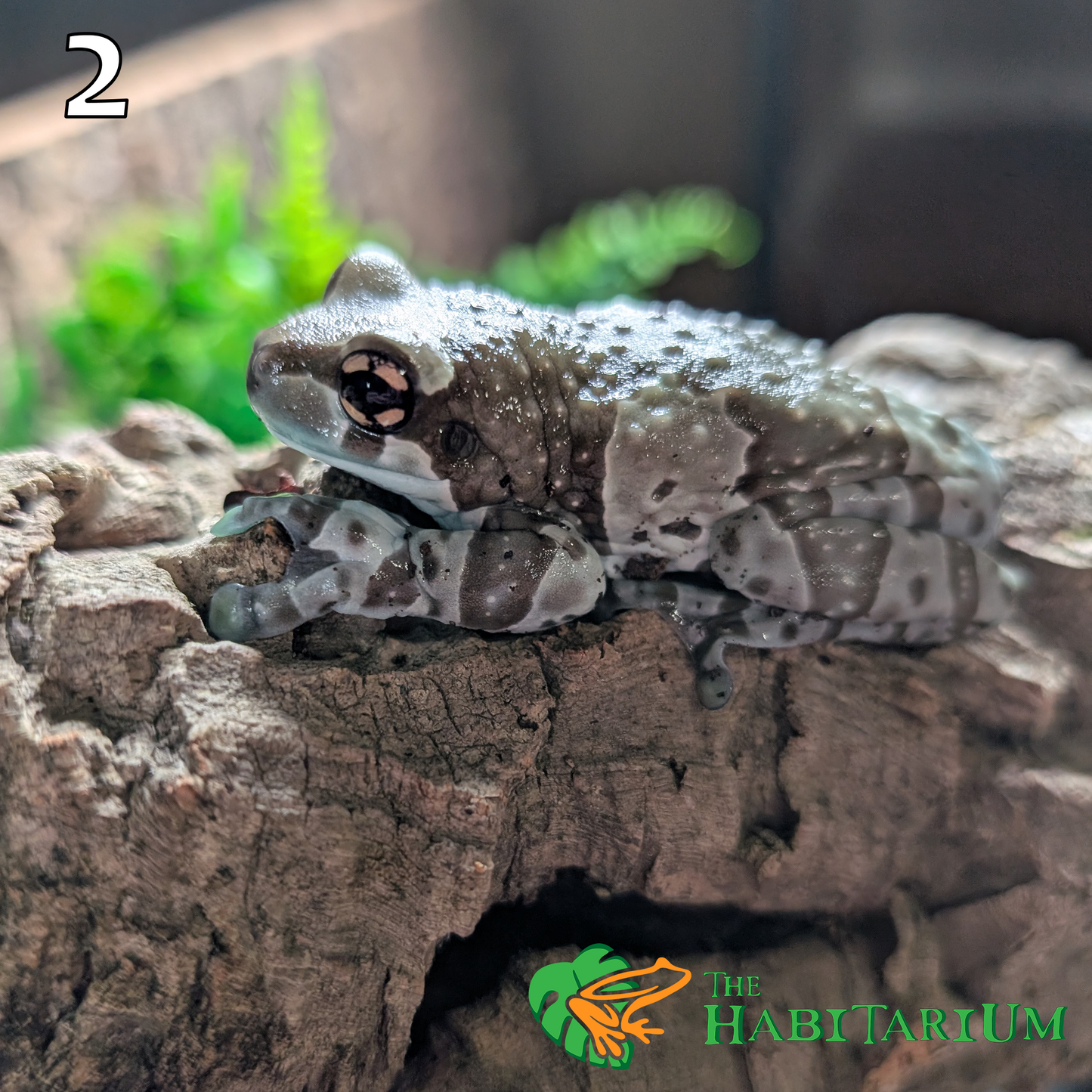 Amazon Milk Frog, Subadult (CB)