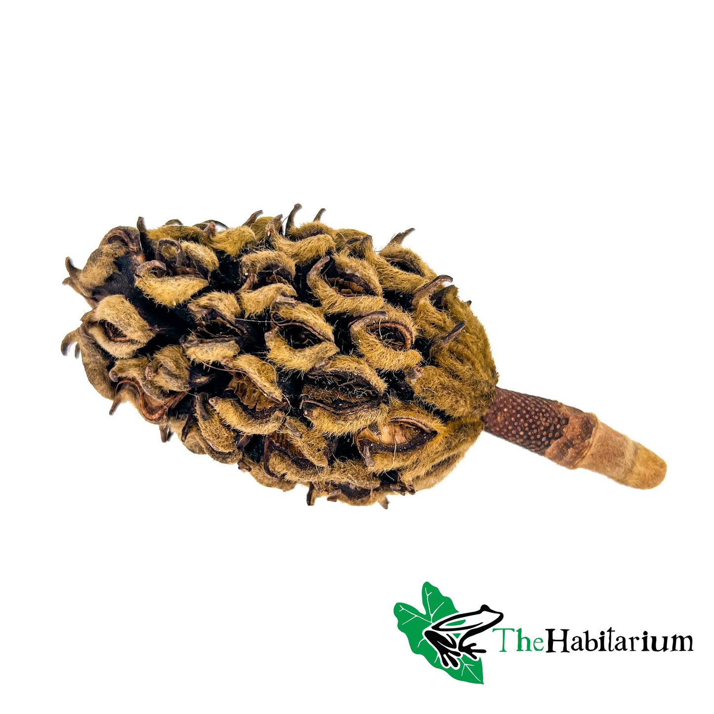Magnolia Seed Pod