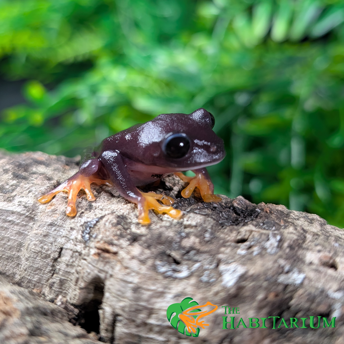 Red Eyed Tree Froglet, Melanistic (CB)