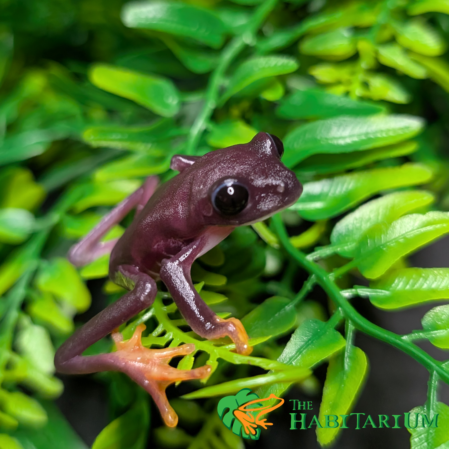 Red Eyed Tree Froglet, Melanistic (CB)