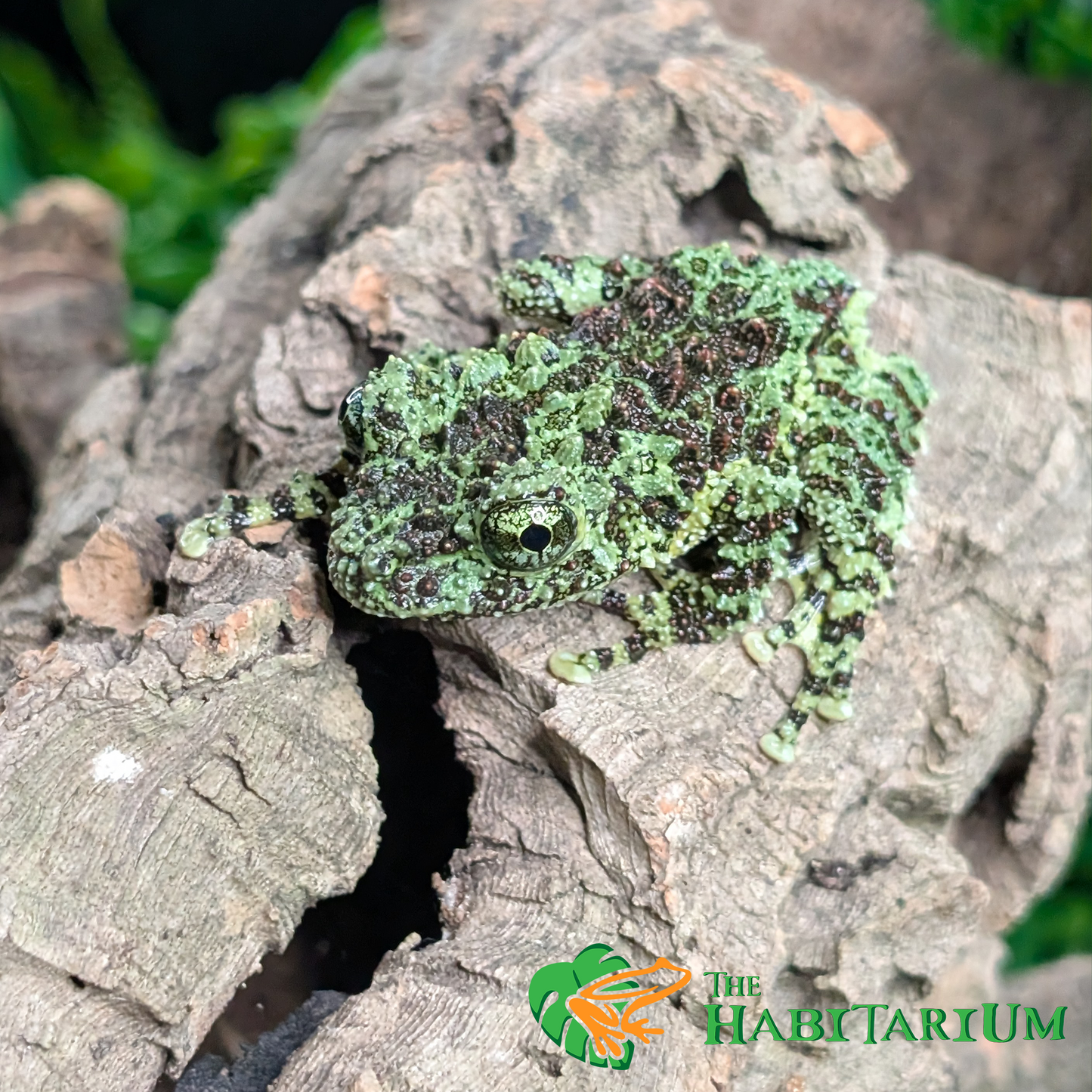 Mossy Tree Froglet (CB)