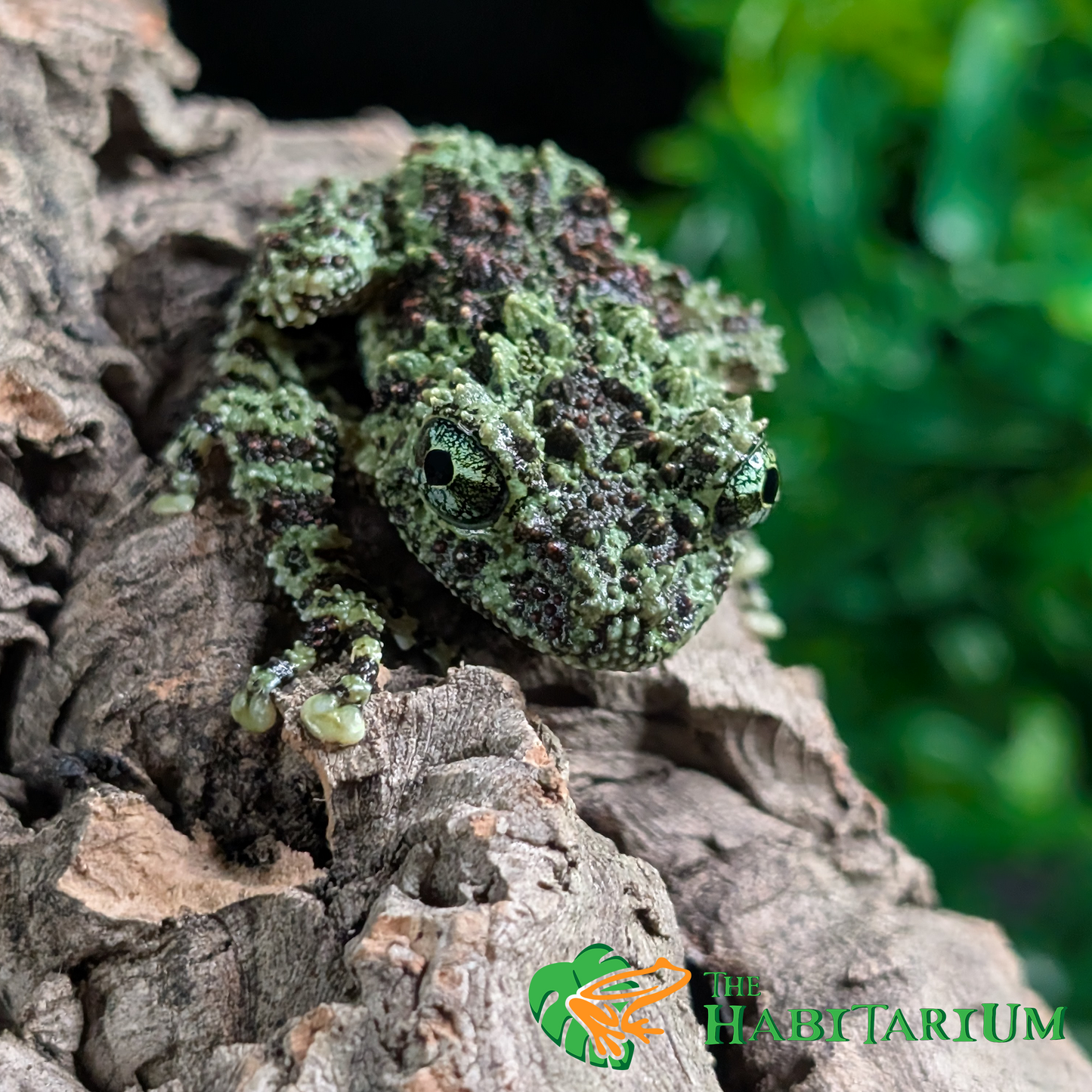 Mossy Tree Froglet (CB)