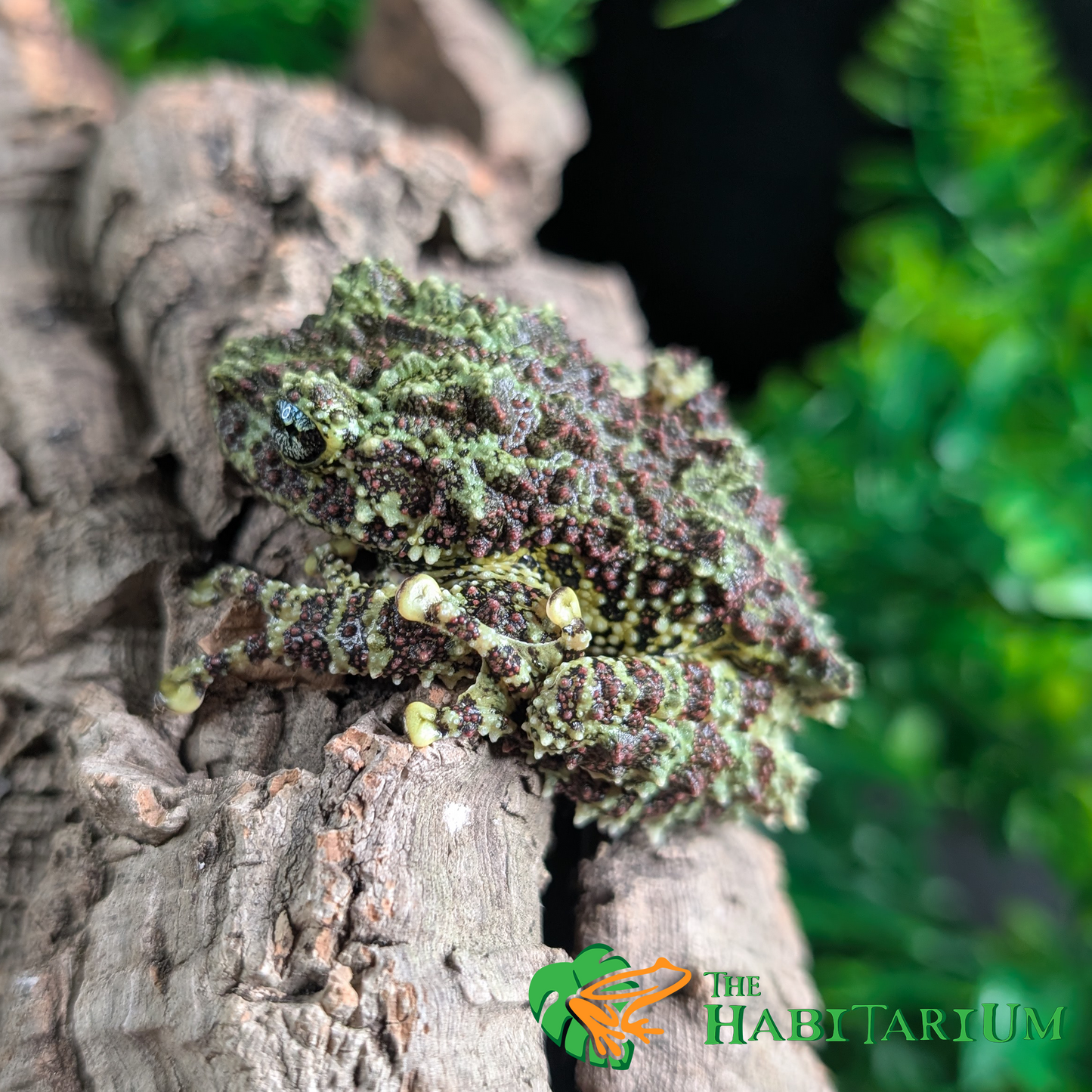 Mossy Tree Frog, Juvenile (CB)