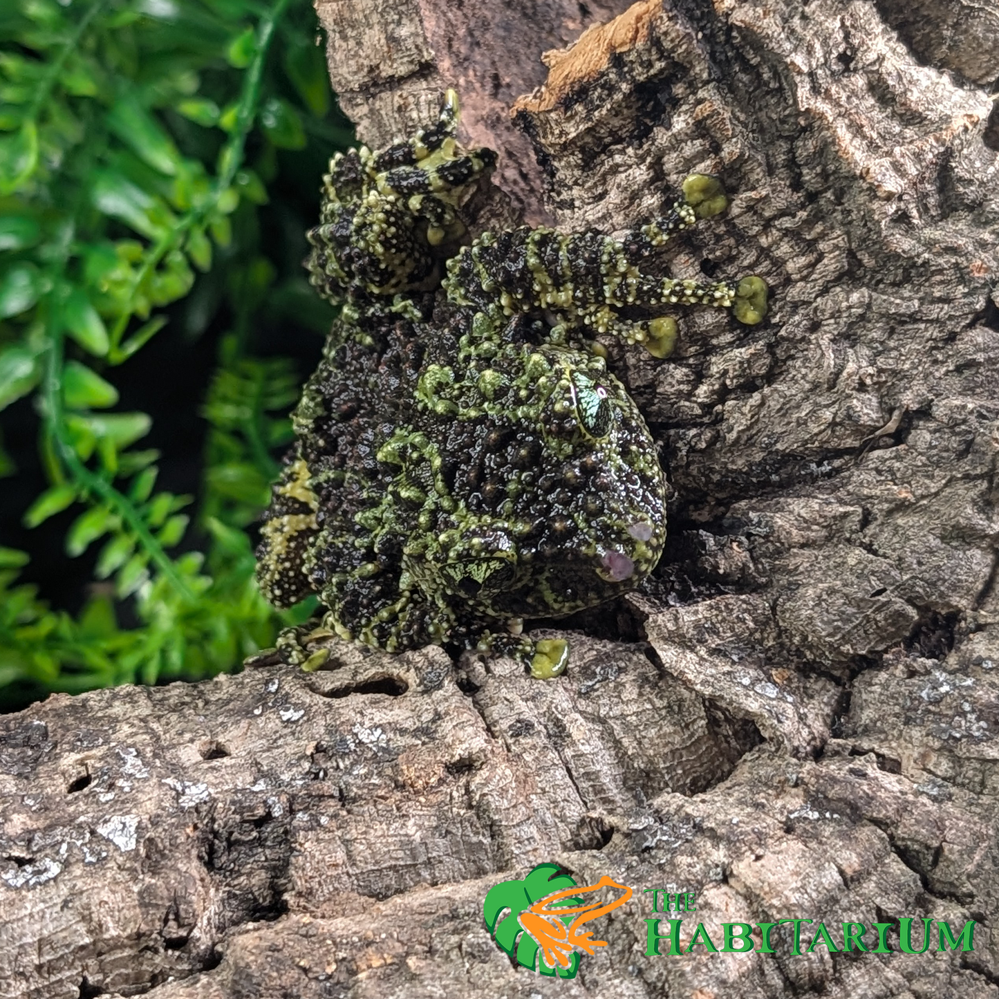 Mossy Tree Frog, Subadult (CB)