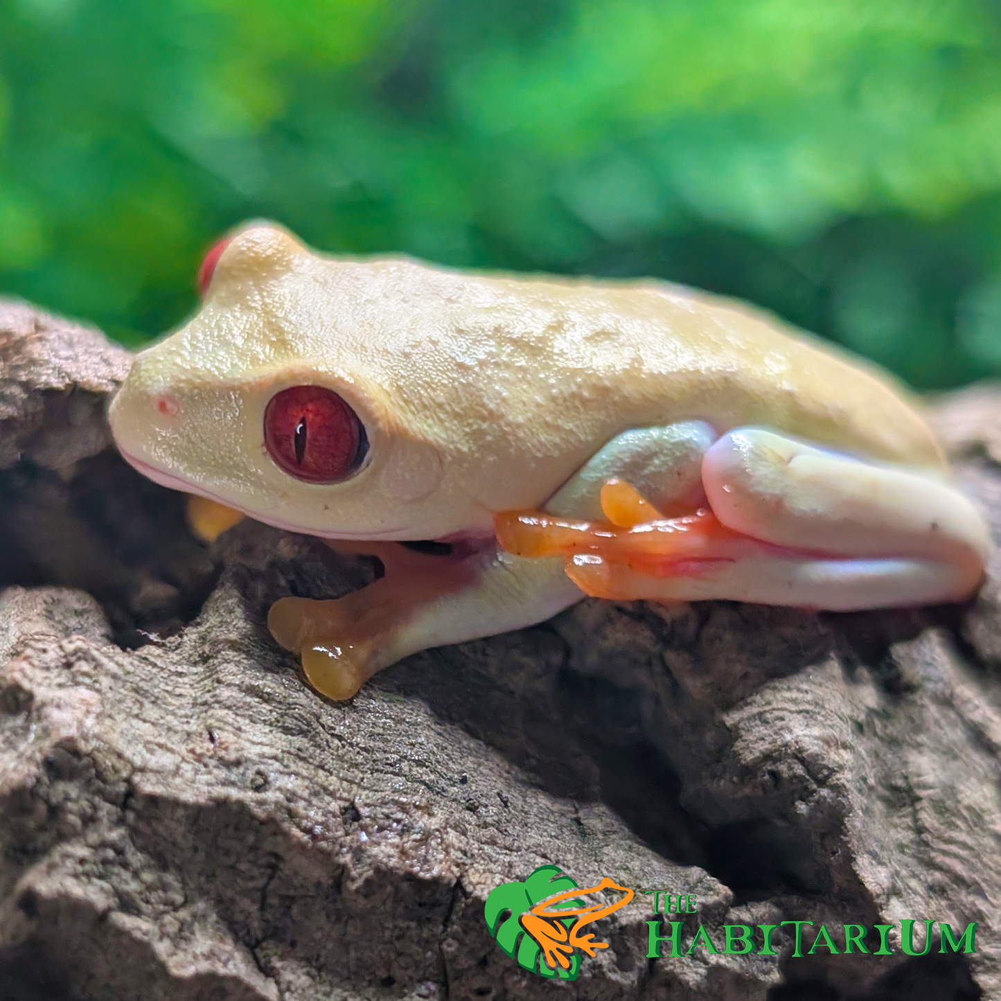 Red Eyed Tree Froglet, TPos (CB)