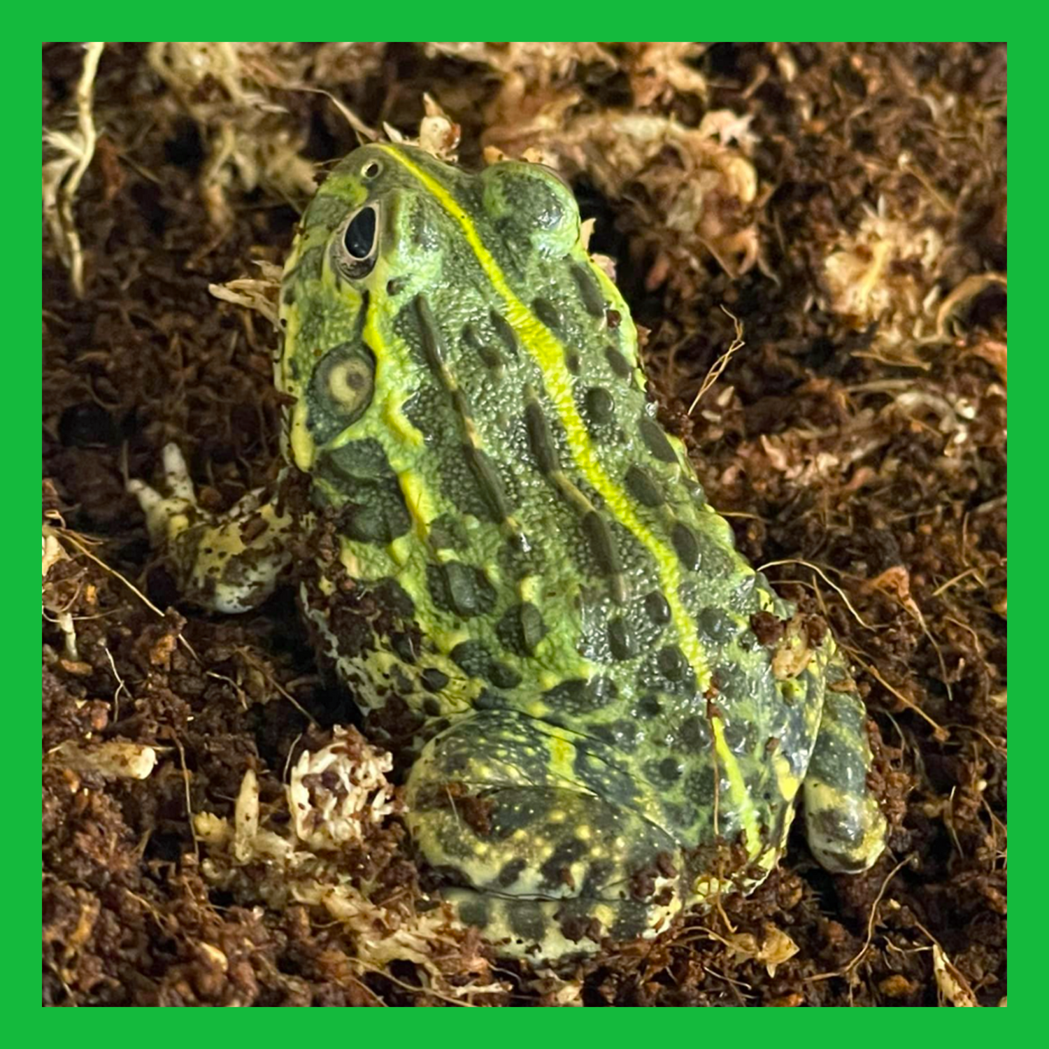 Terrestrial Frogs