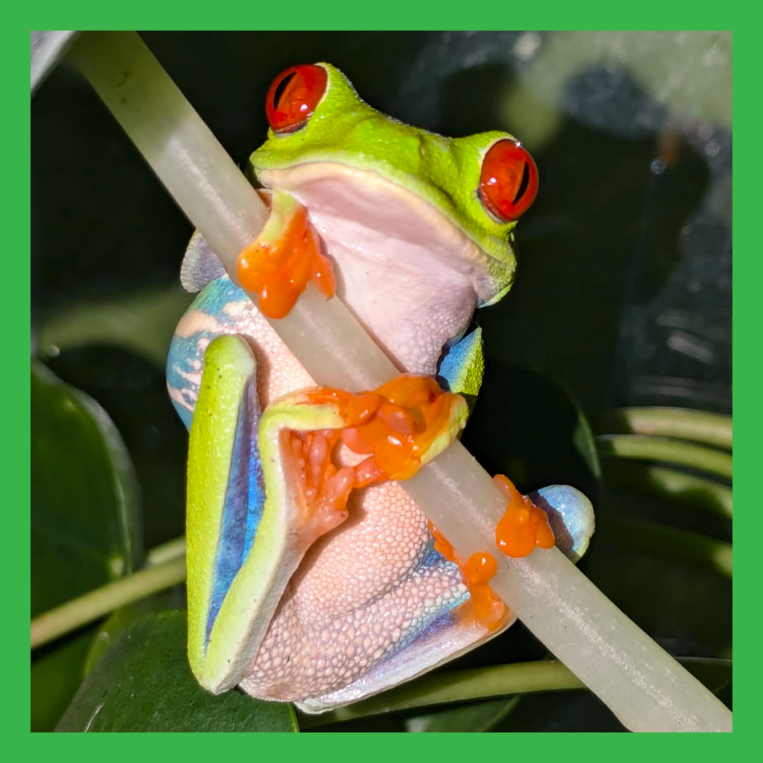 Tree Frogs