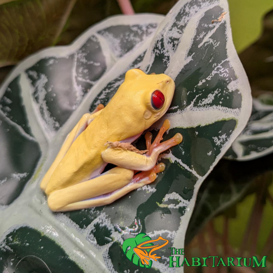 Albino Red-Eyed Tree Frog, Juvenile, 1"