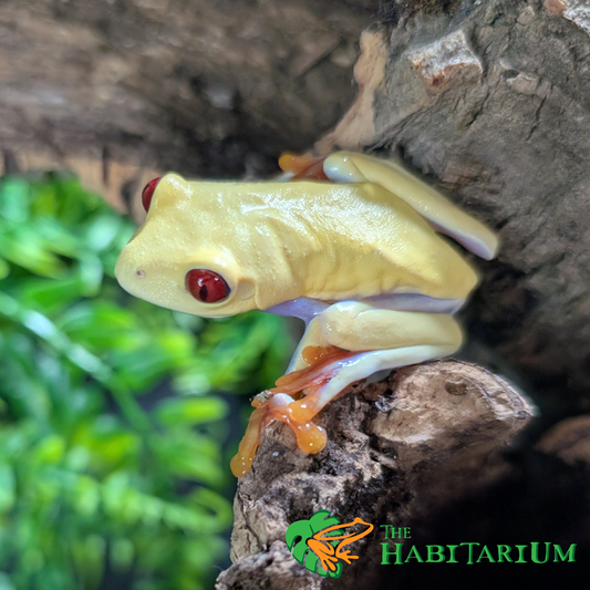 Red Eyed Tree Froglet, Albino (CB)