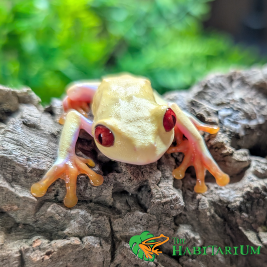 Red Eyed Tree Froglet, Albino (CB)