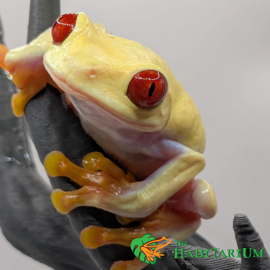 Albino, Subadult (CB)
