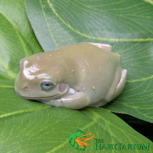 Blue-Eyed Whites Tree Juvenile, 1.5"