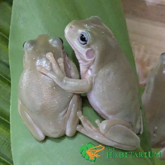 Whites Tree Froglet, Blue Eyed Honey (CB)