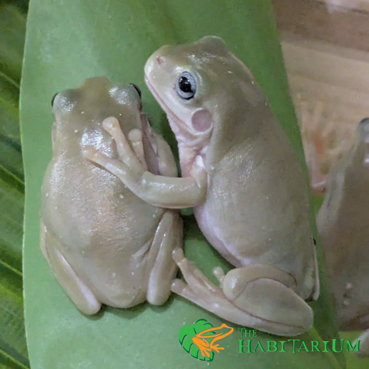 Whites Tree Froglet, Blue Eyed Honey (CB)