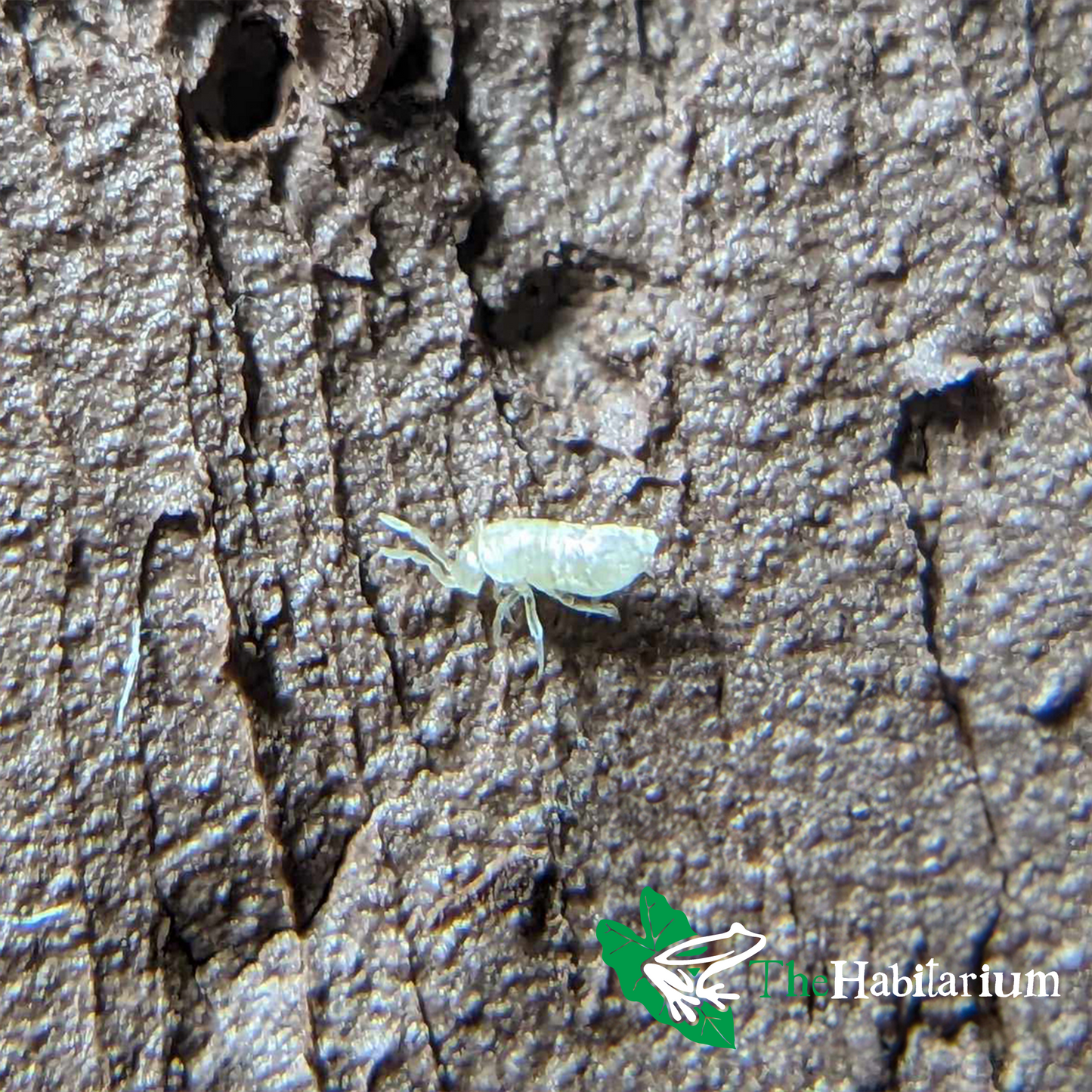 Bylas Ant Springtails