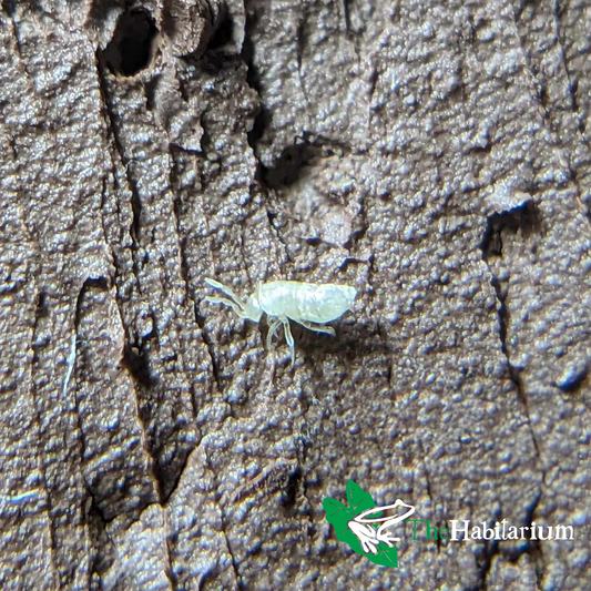 Bylas Ant Springtails