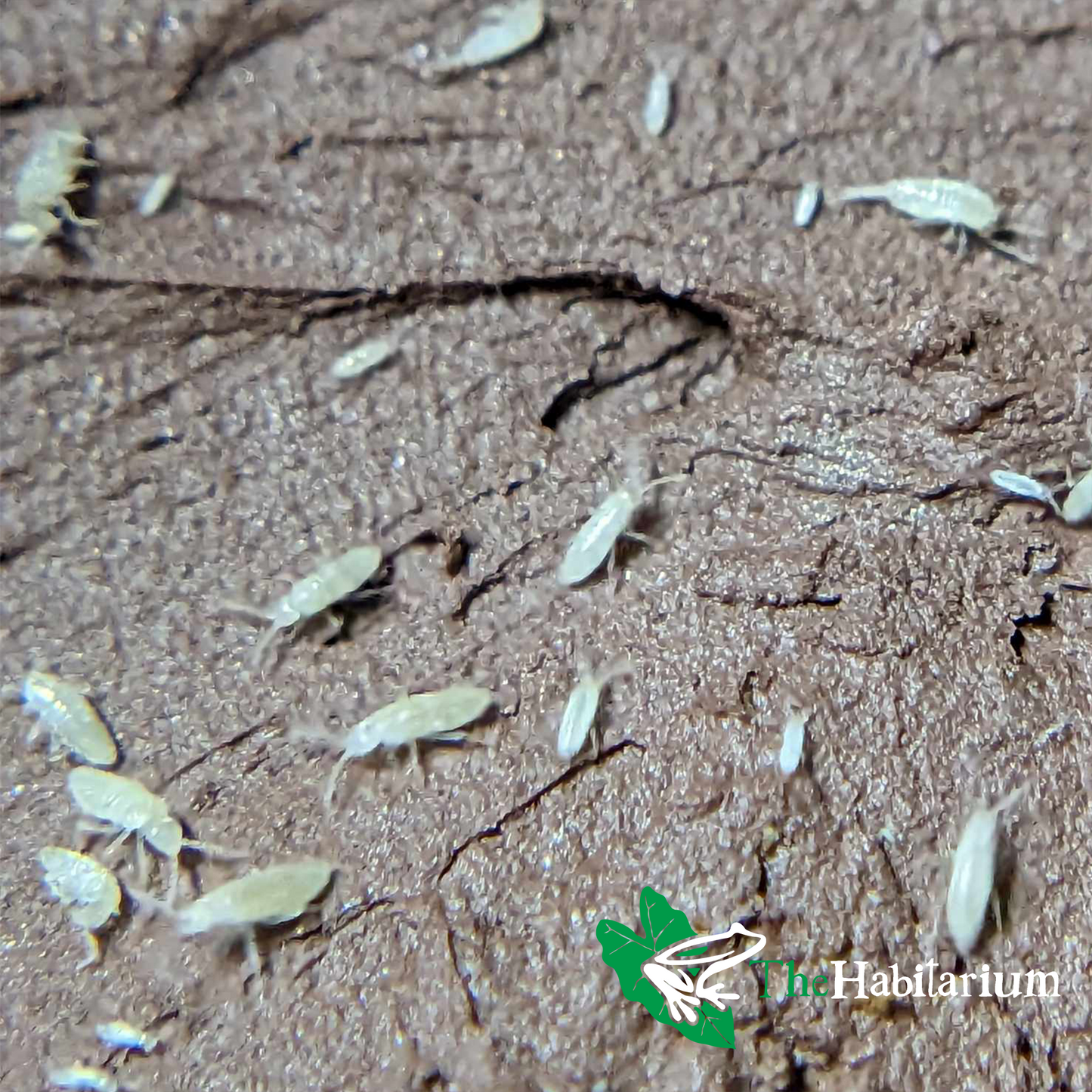 Bylas Ant Springtails