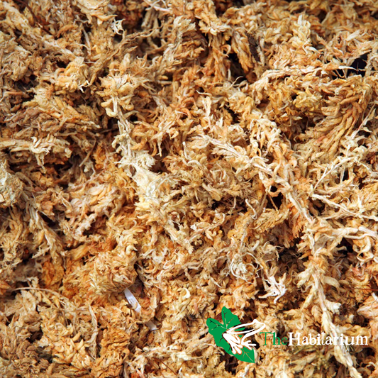 Sphagnum Moss, Chilean