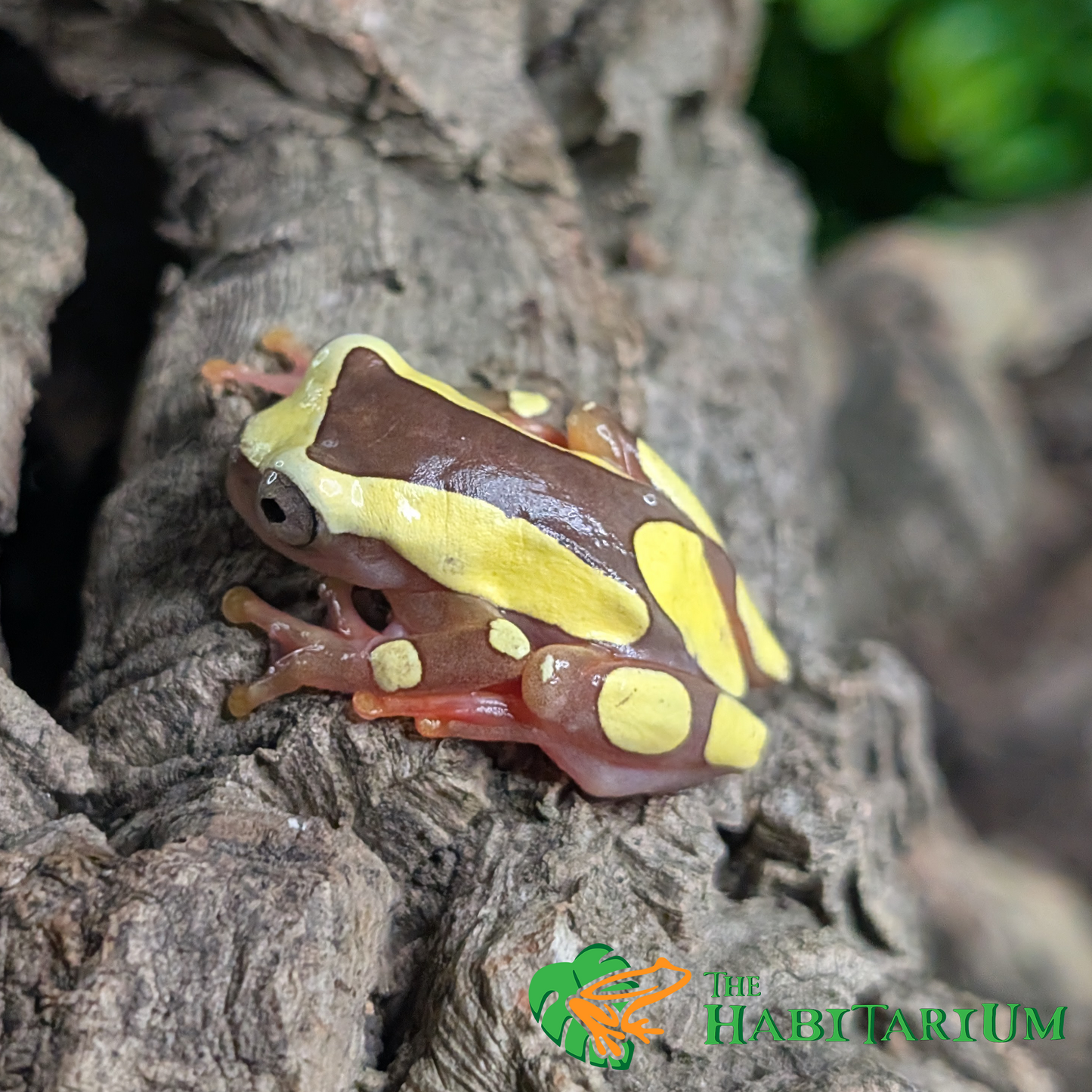 Clown Tree Frog, Adult (CB)
