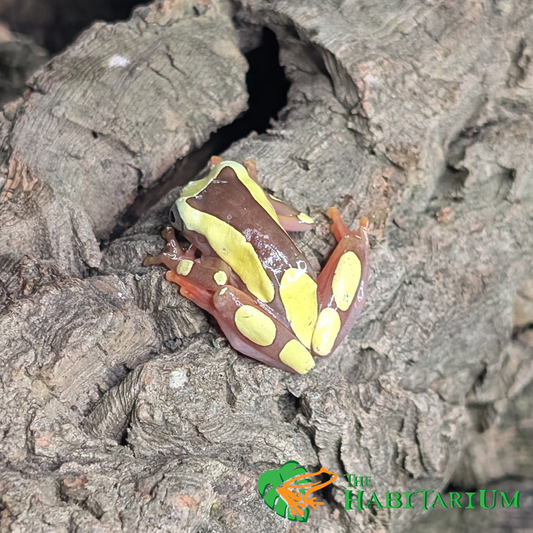 Clown Tree Frog, Adult (CB)