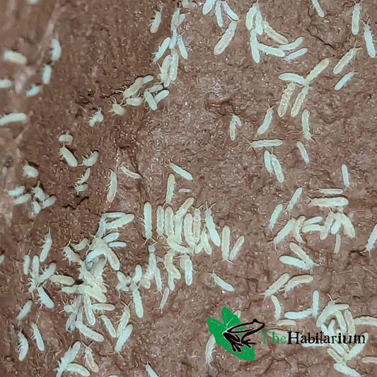 Common White Springtails