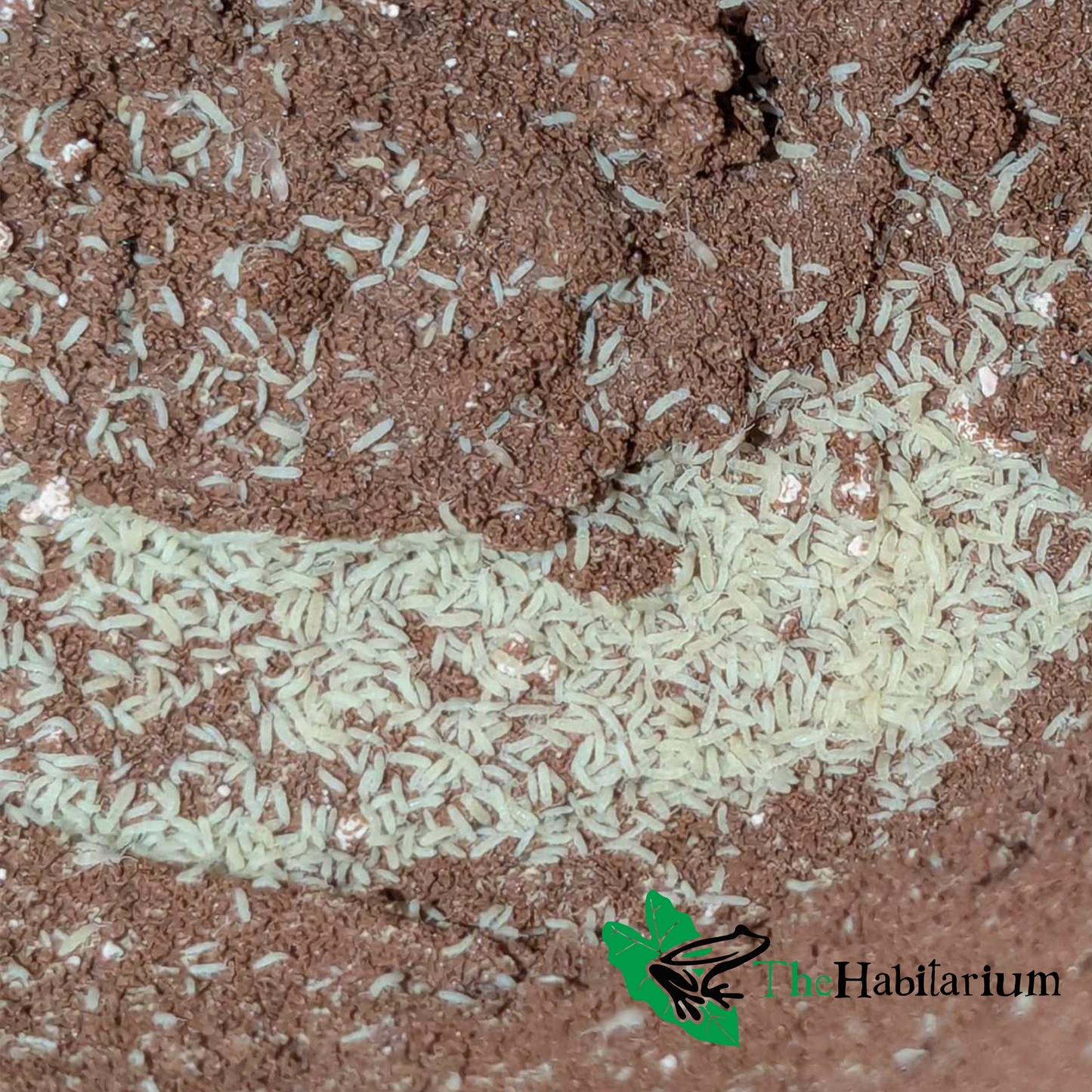 Common White Springtails