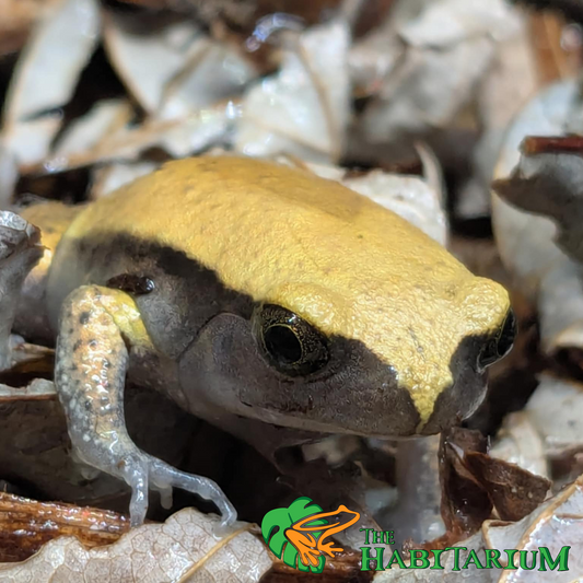 Tomato Frog, Juvenile, 1"