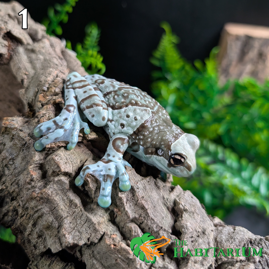 Amazon Milk Frog, Subadult (CB)