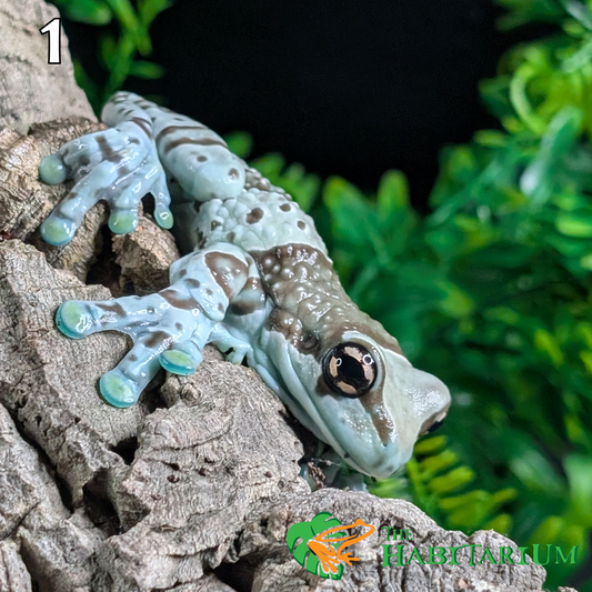 Amazon Milk Frog, Subadult (CB)