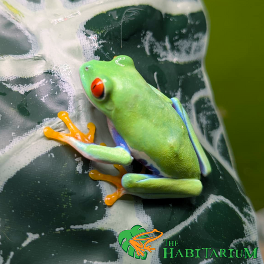 Red-Eyed Tree Frog, Juvenile, 1"