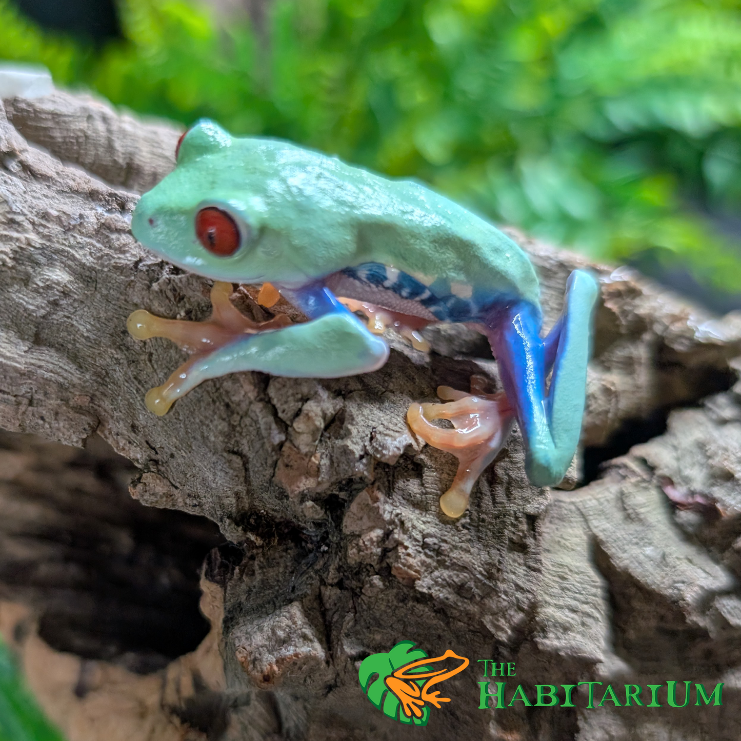 Red Eyed Tree Froglet, Green (CB)