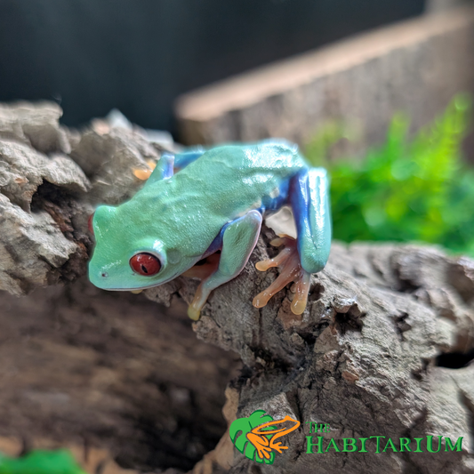 Red Eyed Tree Froglet, Green (CB)