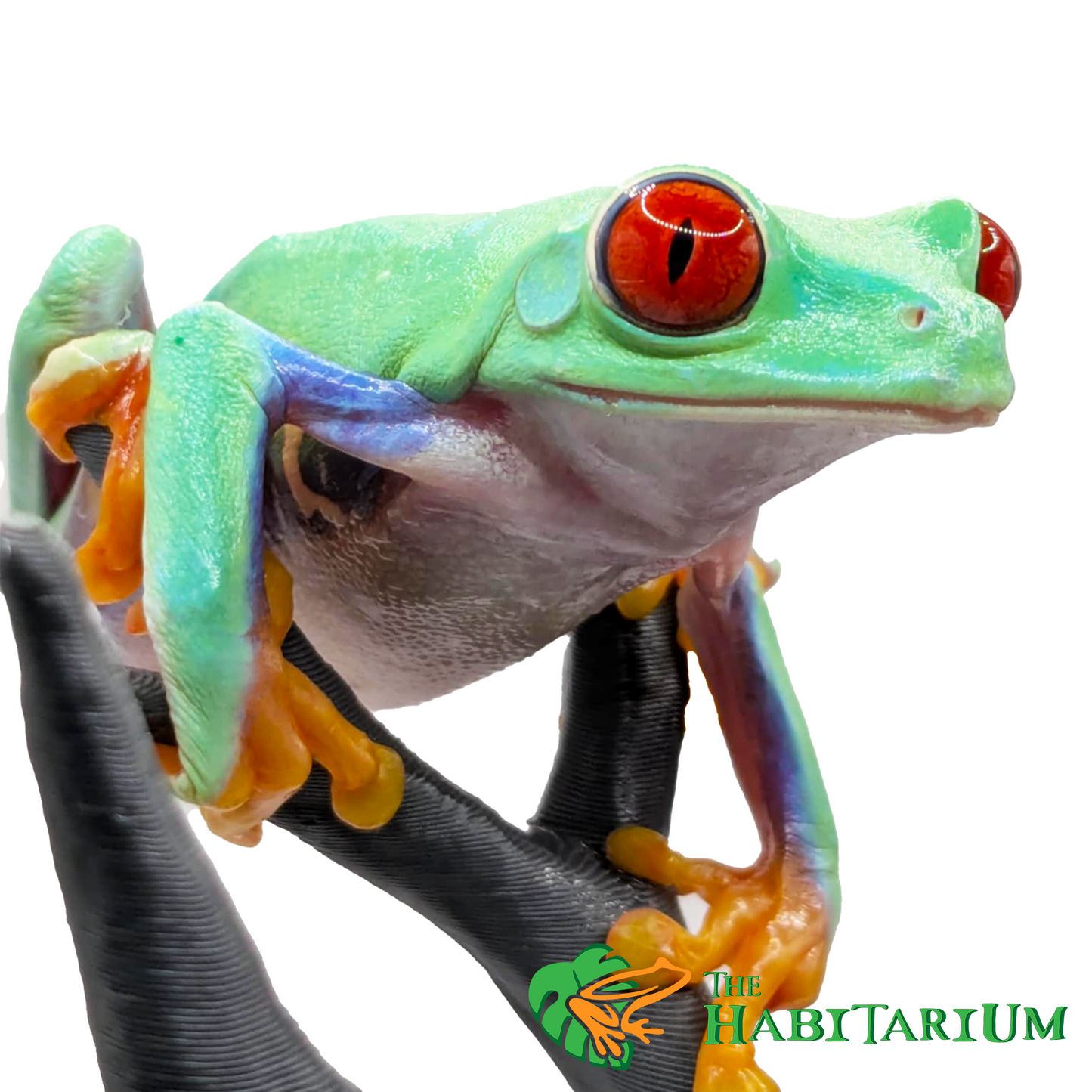 Green, Subadult (CB)(HA)