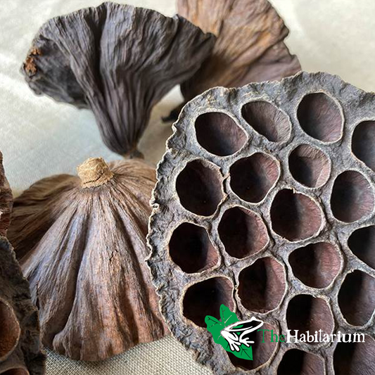 Lotus Seed Pods