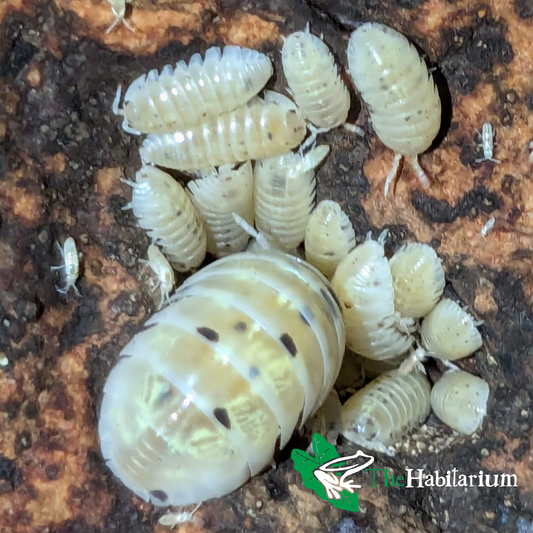 Magic Potion (Japanese) Isopods