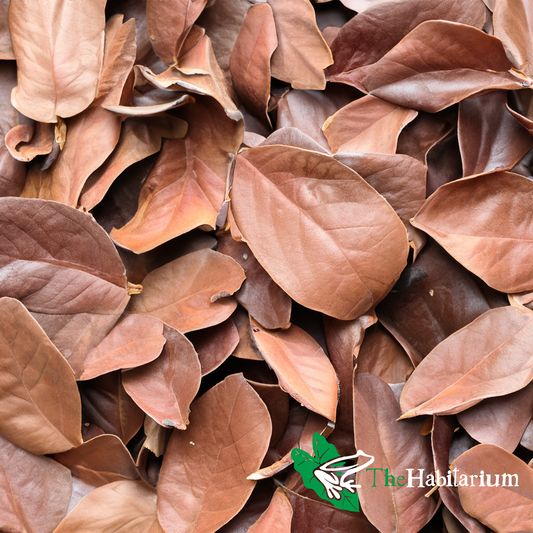 Leaf Litter, Magnolia