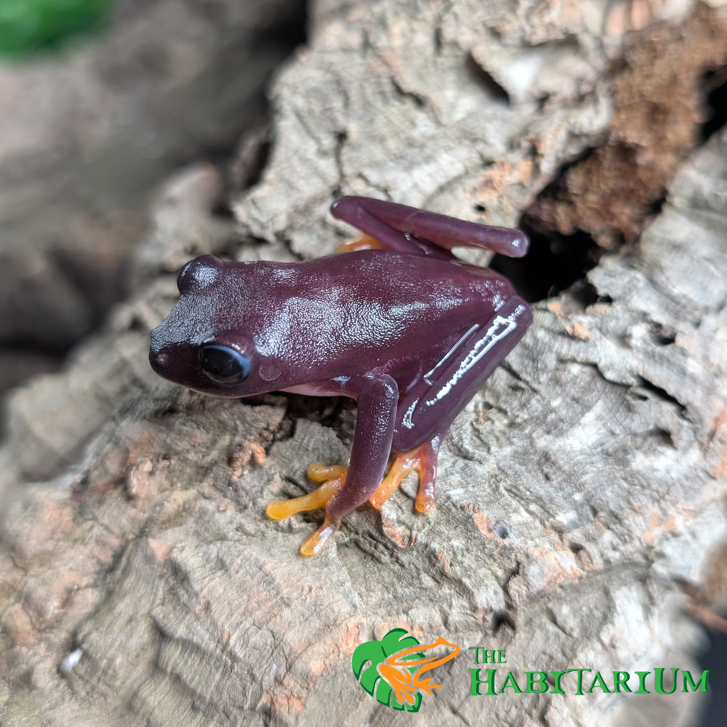 Red Eyed Tree Froglet, Melanistic (CB)