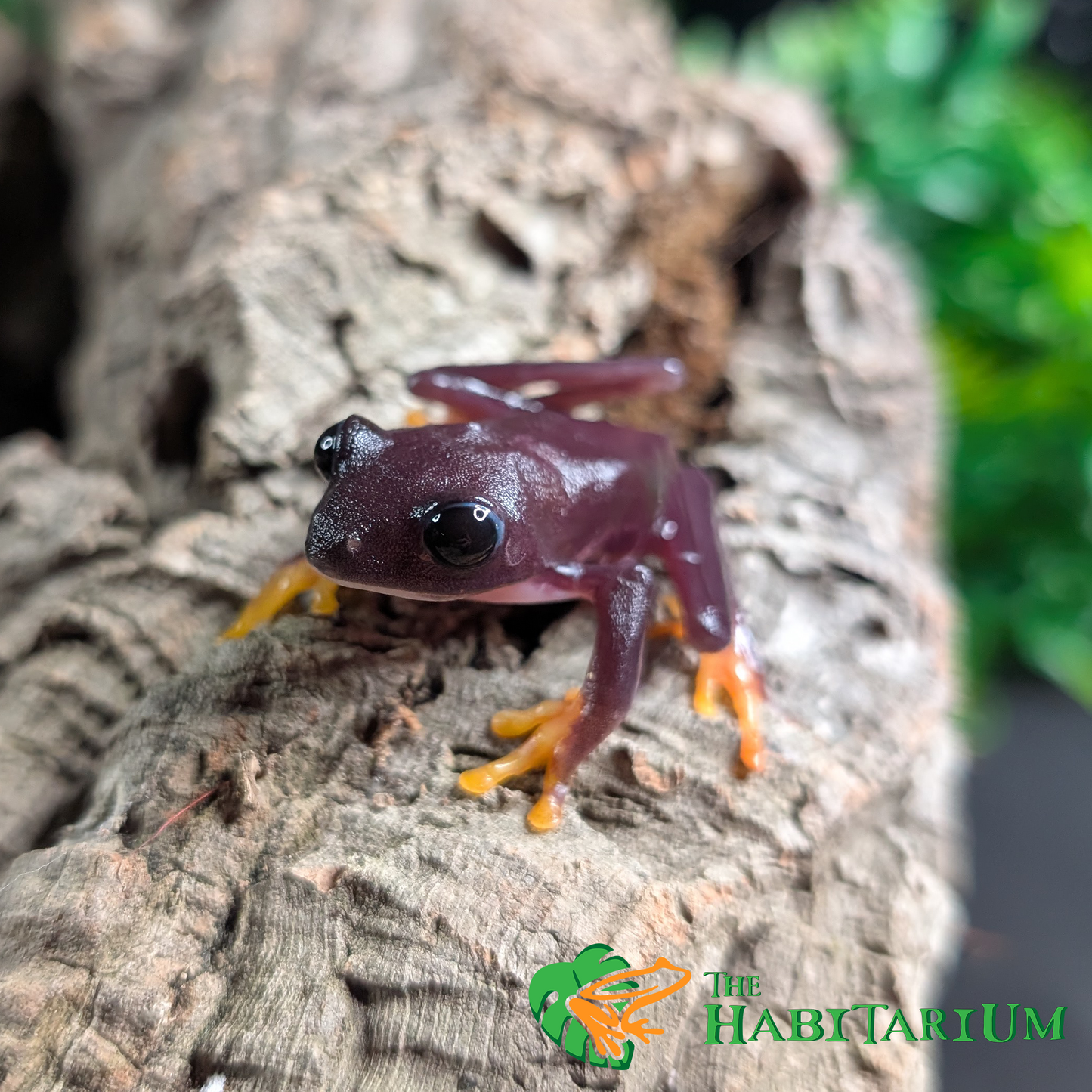 Red Eyed Tree Froglet, Melanistic (CB)