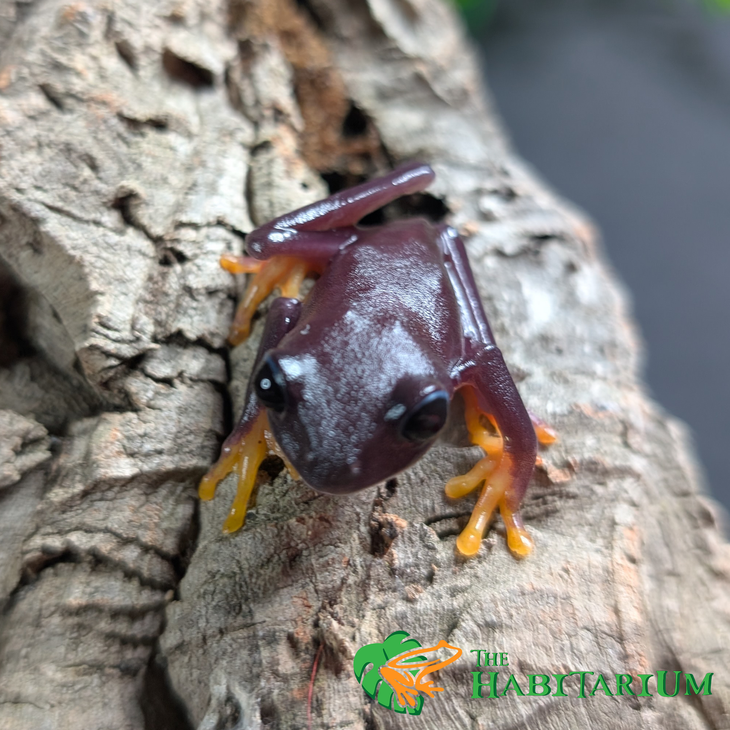 Red Eyed Tree Froglet, Melanistic (CB)