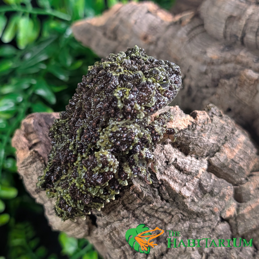 Mossy Tree Frog, Adult (CB)