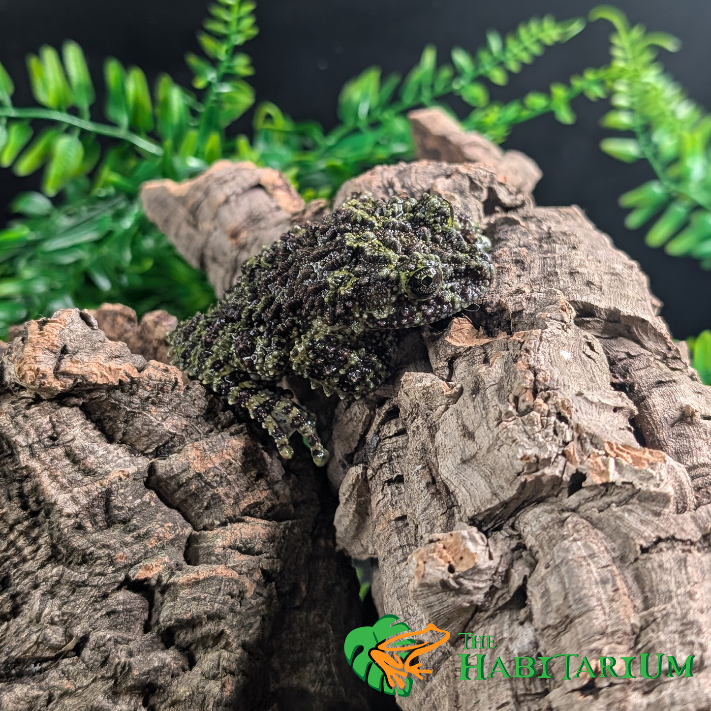 Mossy Tree Frog, Adult (CB)