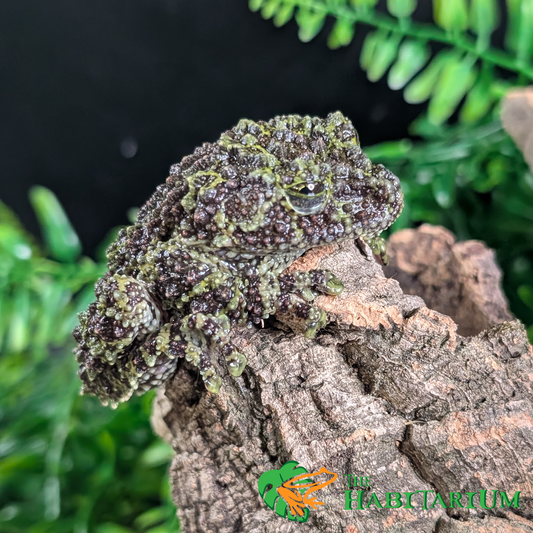 Mossy Tree Frog, Adult (CB)