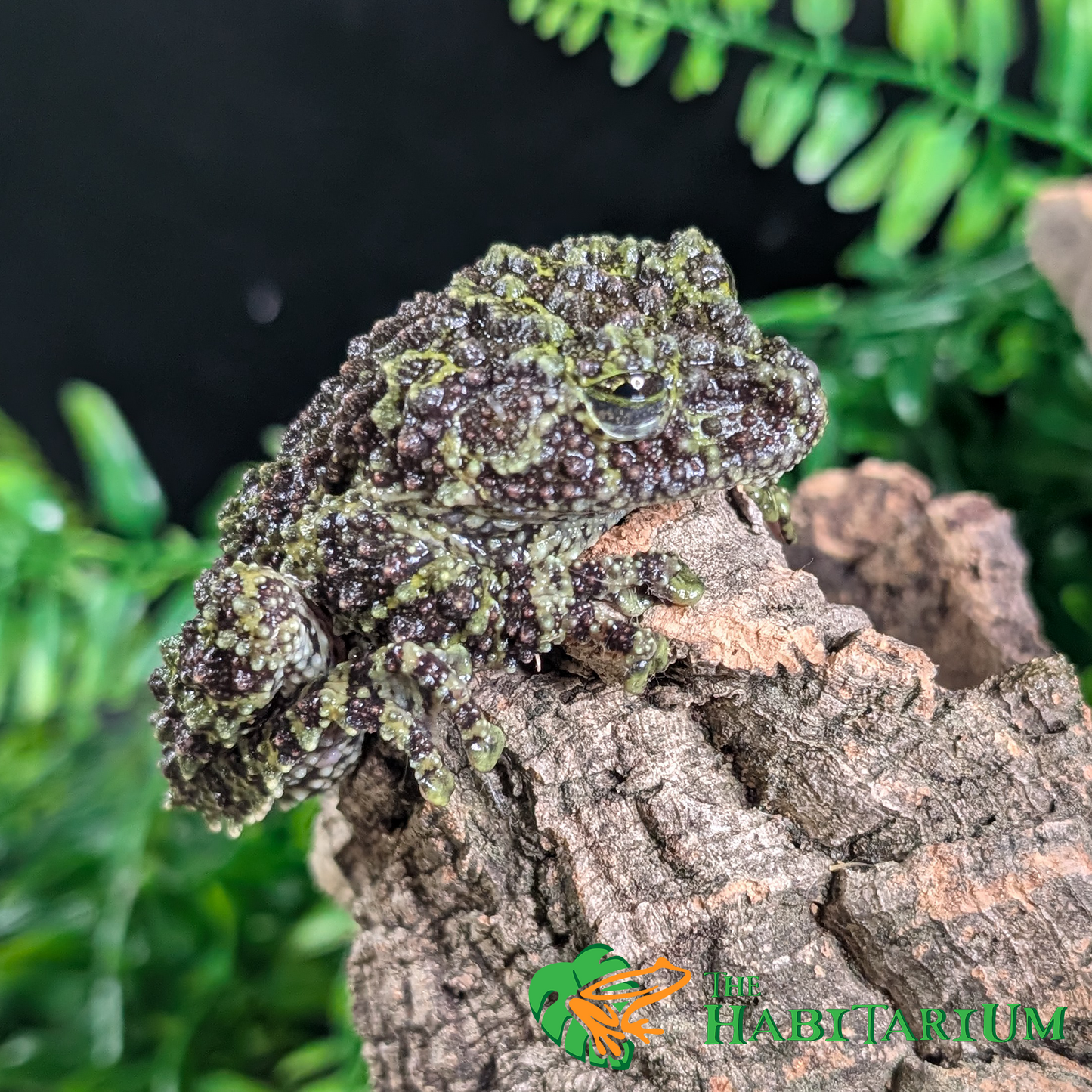 Mossy Tree Frog, Adult (CB)