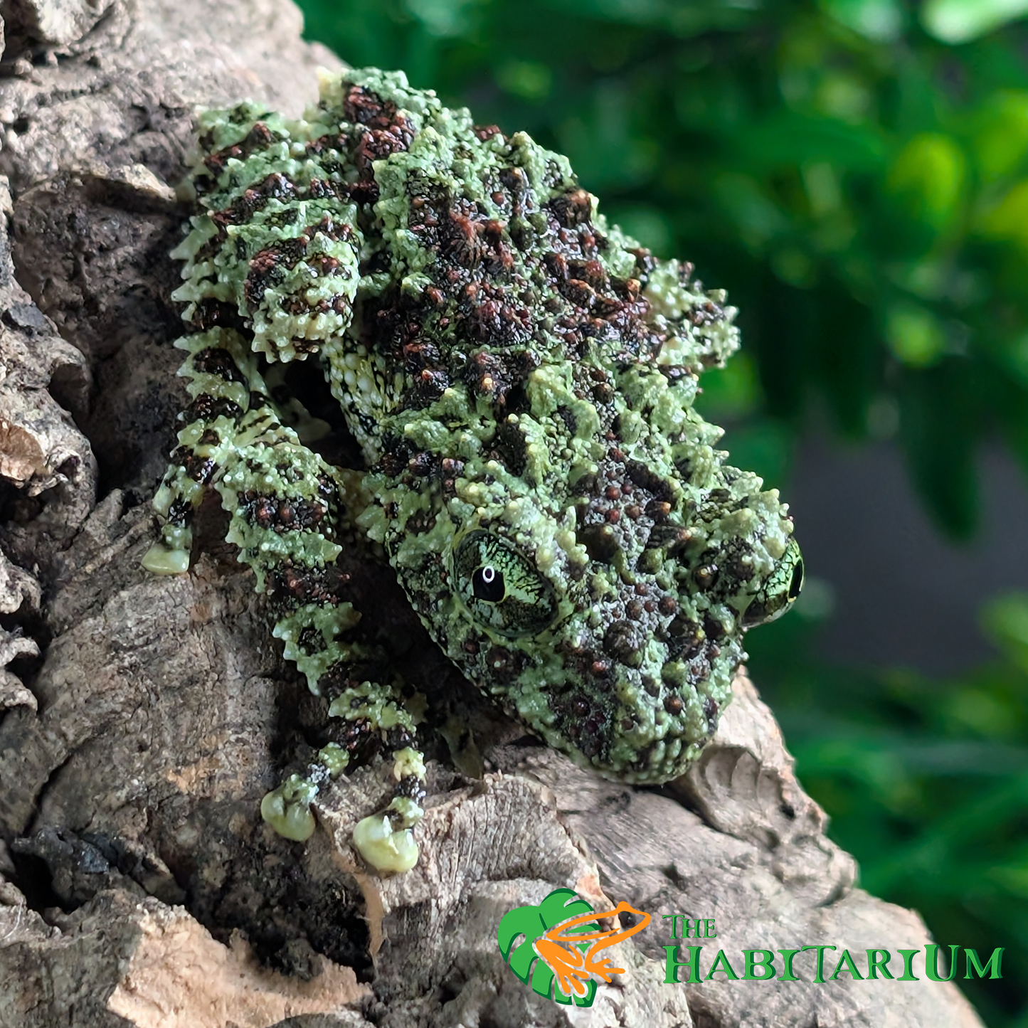 Mossy Tree Froglet (CB)